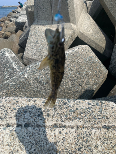 アナハゼの釣果