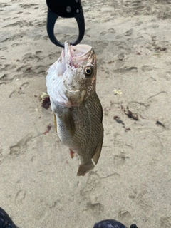 イシモチの釣果