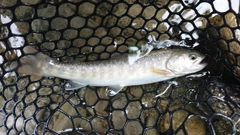 イワナの釣果