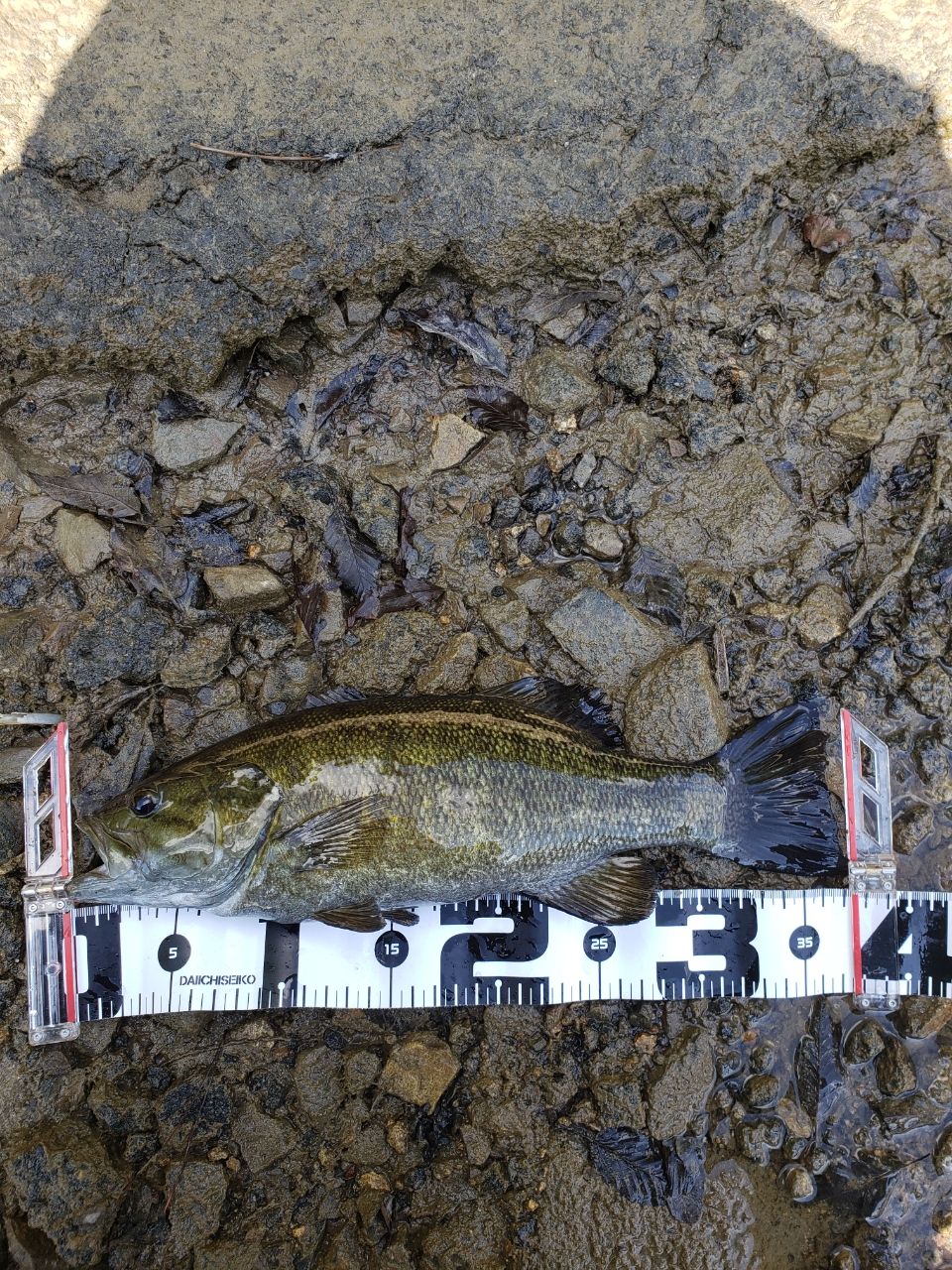 スモールマウスバス