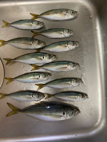 アジの釣果