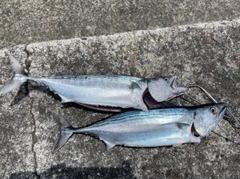 ハガツオの釣果