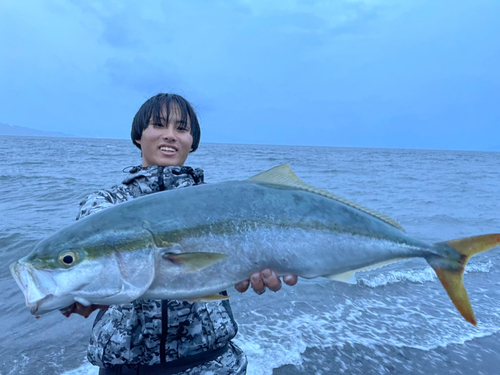 ワラサの釣果