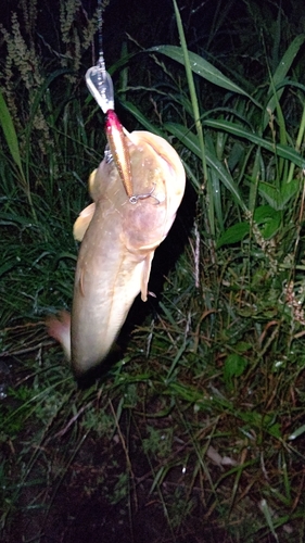 ナマズの釣果