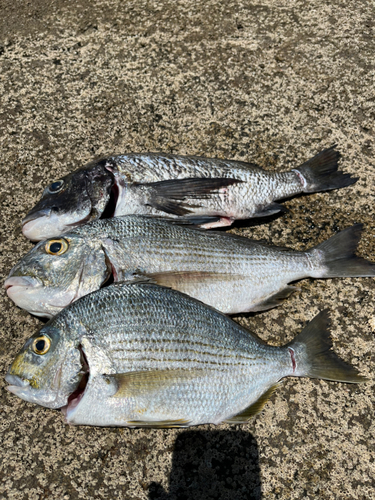 チヌの釣果