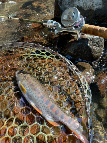 ヤマメの釣果