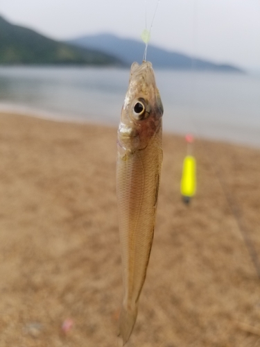 キスの釣果