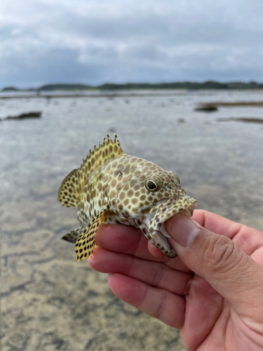 カンモンハタの釣果