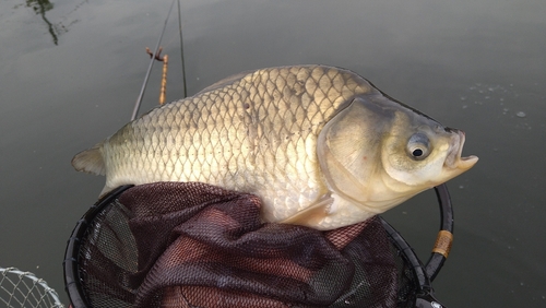 ヘラブナの釣果