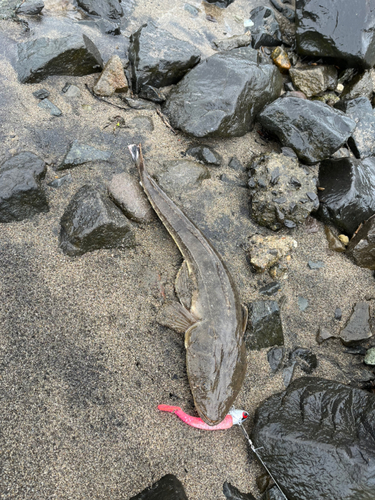 マゴチの釣果