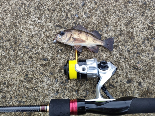 メバルの釣果