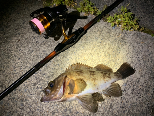 シロメバルの釣果