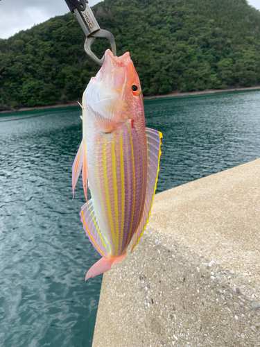 イトヨリダイの釣果