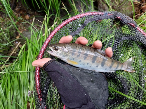 ヤマメの釣果