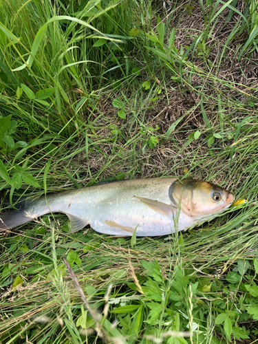 ハクレンの釣果