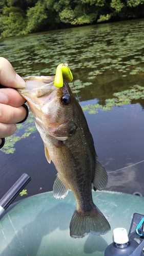 ブラックバスの釣果