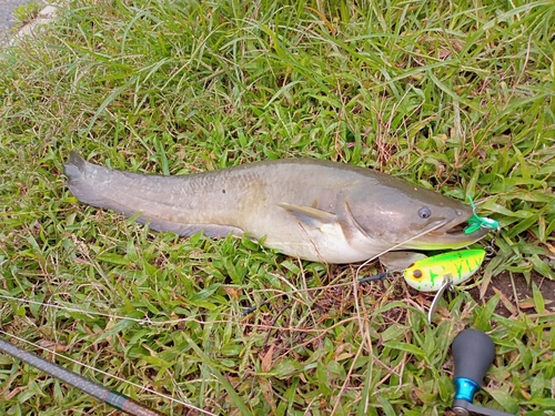 ナマズの釣果