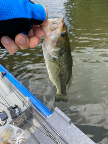 ラージマウスバスの釣果