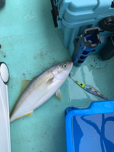 ハマチの釣果