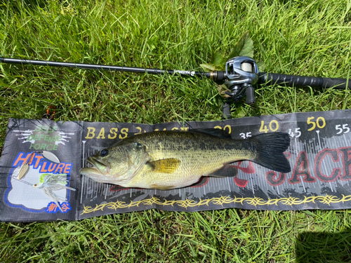 ブラックバスの釣果