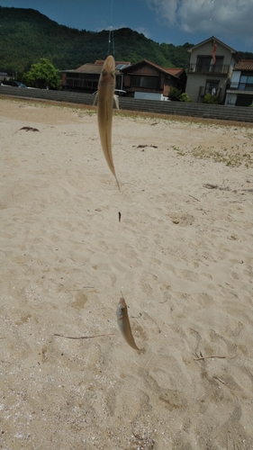 シロギスの釣果