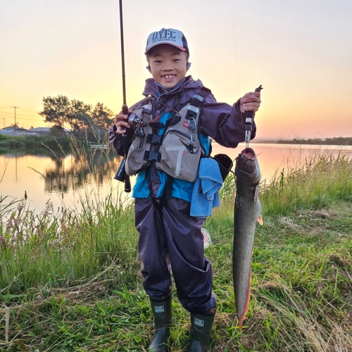 ナマズの釣果