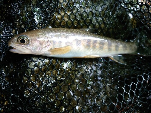 イワナの釣果