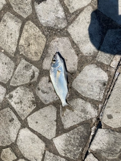 カワハギの釣果