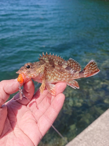 カサゴの釣果