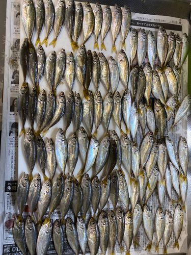 アジの釣果