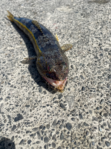 マゴチの釣果