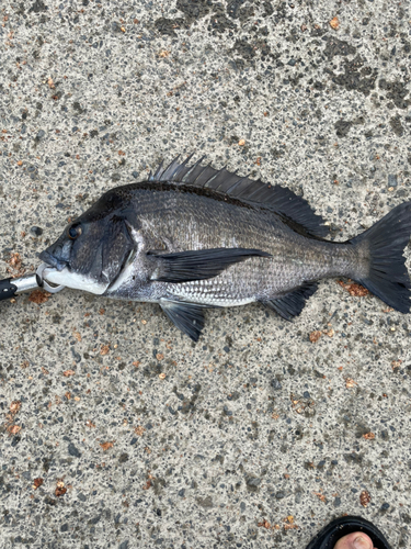 チヌの釣果