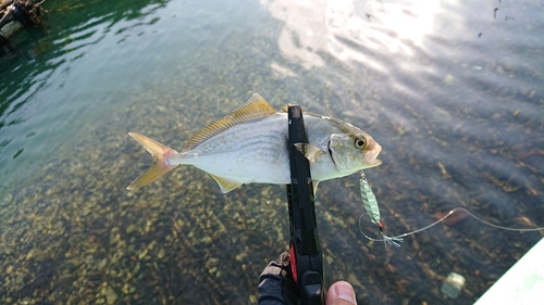 ショゴの釣果