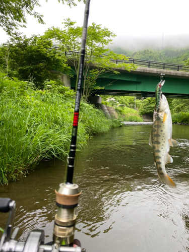 ヤマメの釣果