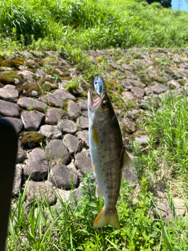 ヤマメの釣果