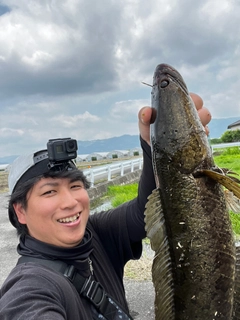 ライギョの釣果