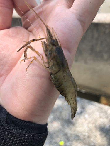 テナガエビの釣果