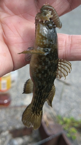 ヌマチチブの釣果