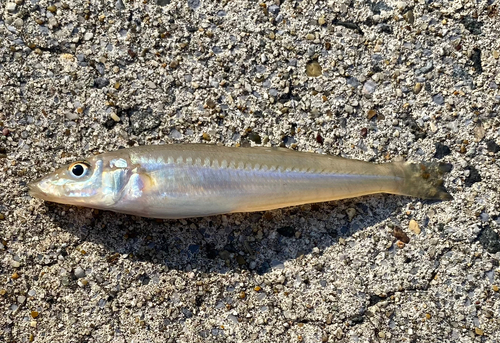 キスの釣果