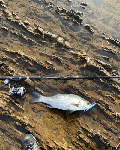 ヒラスズキの釣果