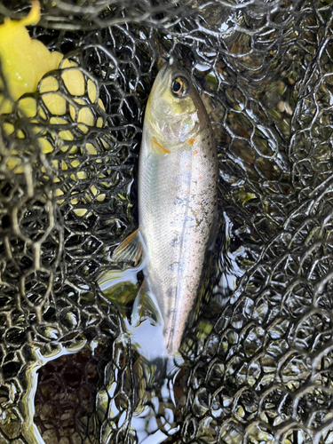 アマゴの釣果