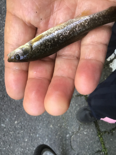 アブラハヤの釣果