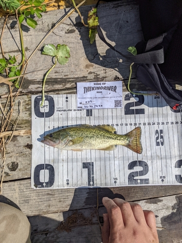 ブラックバスの釣果