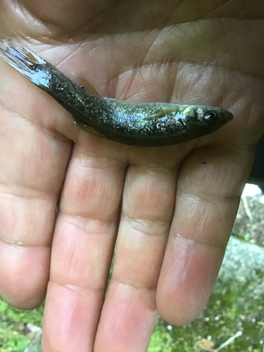 アブラハヤの釣果