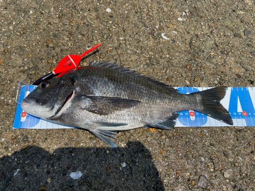 チヌの釣果