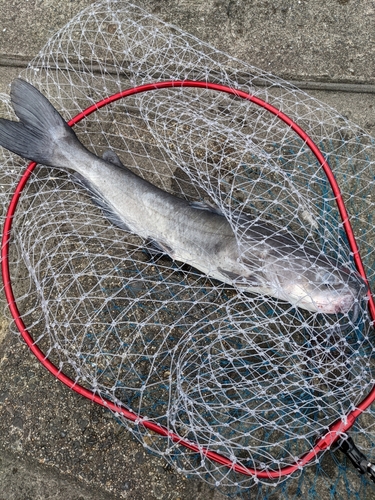 アメリカナマズの釣果