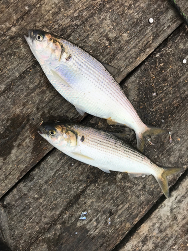 コノシロの釣果