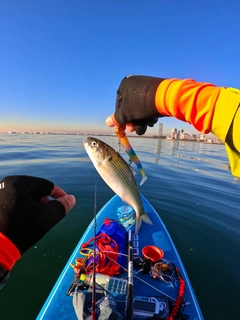 コノシロの釣果