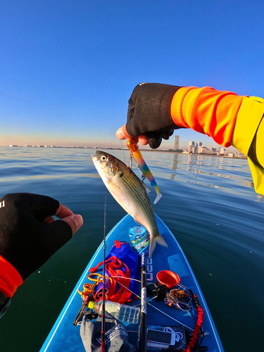 コノシロの釣果