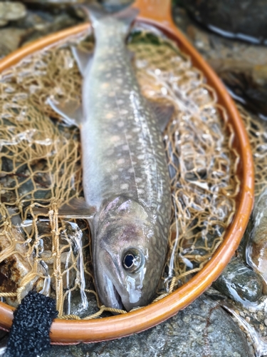 イワナの釣果